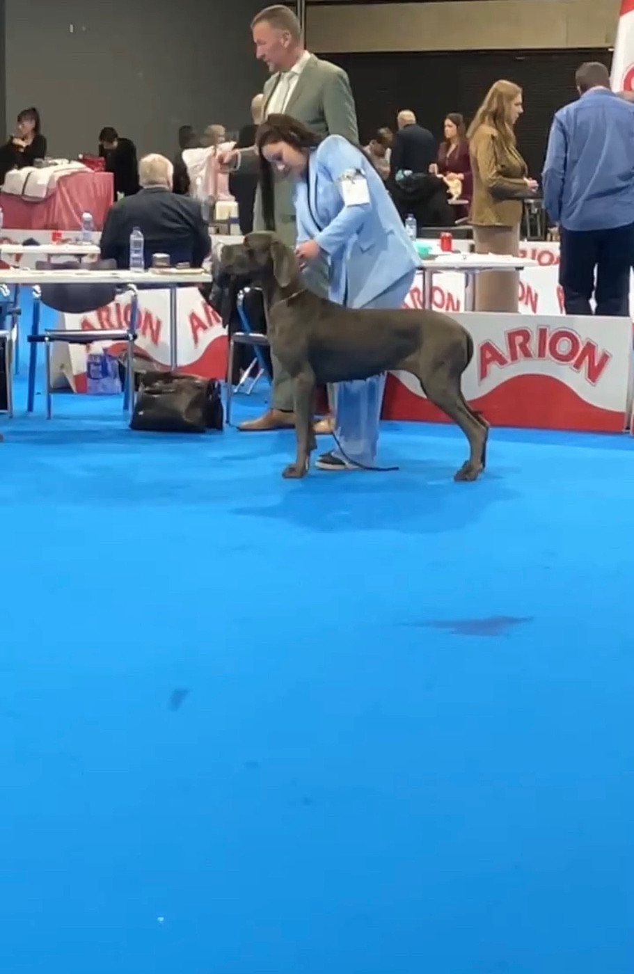 Chiara Pompadour Doggen